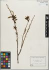 Foto von Salix glandulosa Seemen